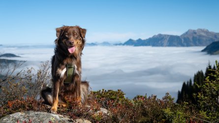 Kleinwalsertal 2025-8a.jpg